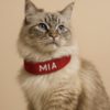 kedi tasması isimli