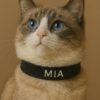 kedi tasması isimli