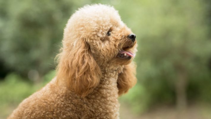 toy poodle