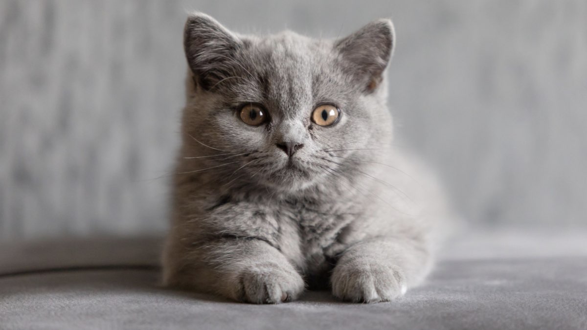 british shorthair kedi