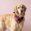 köpek bandana