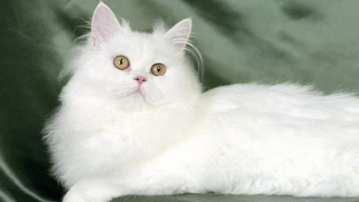iran kedisi