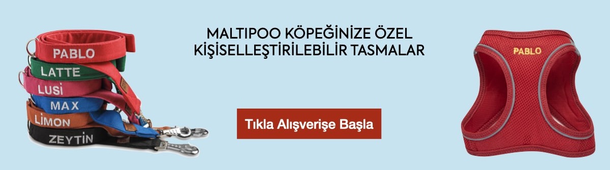 isimli köpek tasması