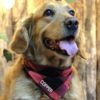 isimli bandana