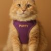 kedi gezdirme tasması