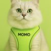 kedi gezdirme tasması