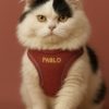 kedi gezdirme tasması