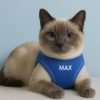 kedi gezdirme tasması