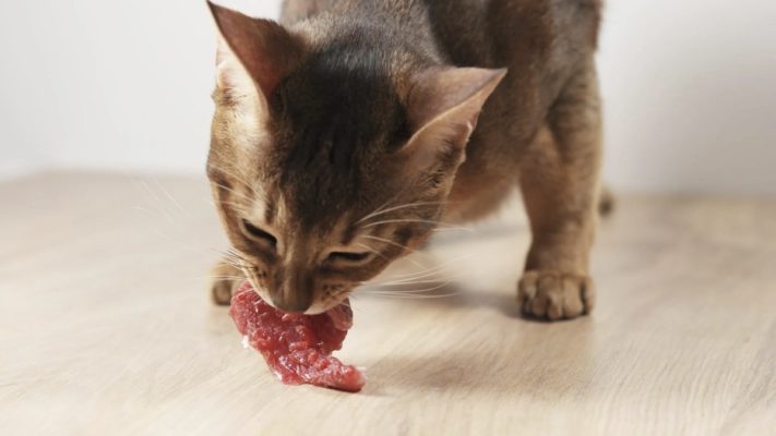 kedi çiğ et yerse ne olur
