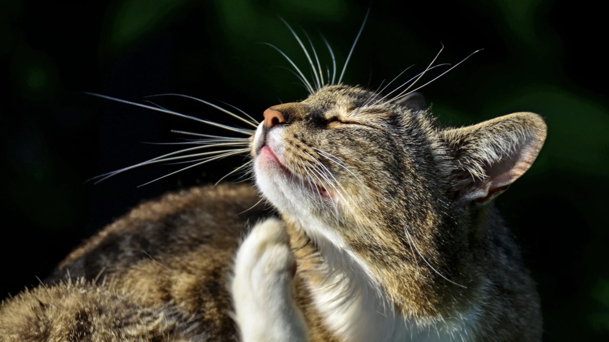 kedi bıyıkları ne işe yarar
