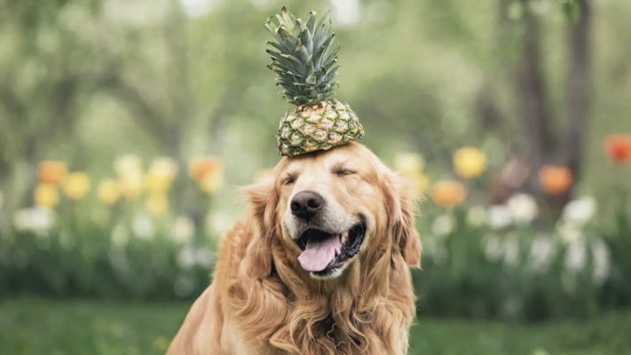 köpekler ananas yer mi