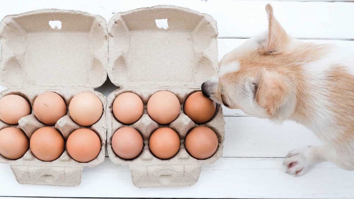 köpeklere yumurta verilir mi