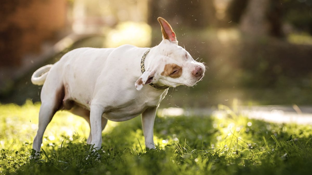 köpeklerde titreme