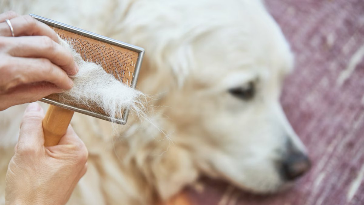 köpeklerde tüy dökülmesi