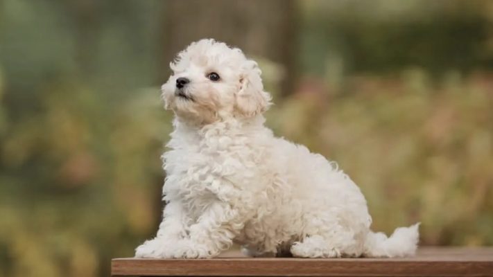 maltipoo özellikleri