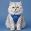 kedi gezdirme tasması