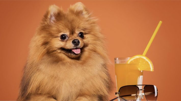 pomeranian boo