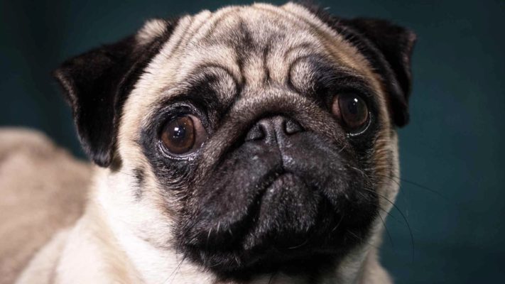 pug köpek