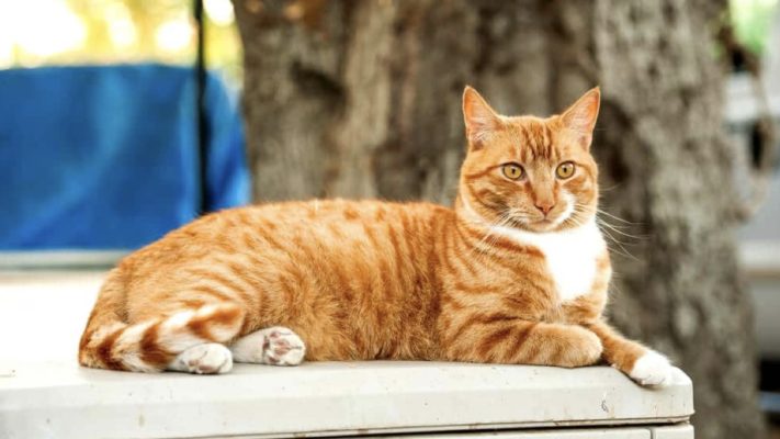 sarman kedi