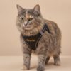 kedi göğüs tasması