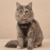 kedi göğüs tasması