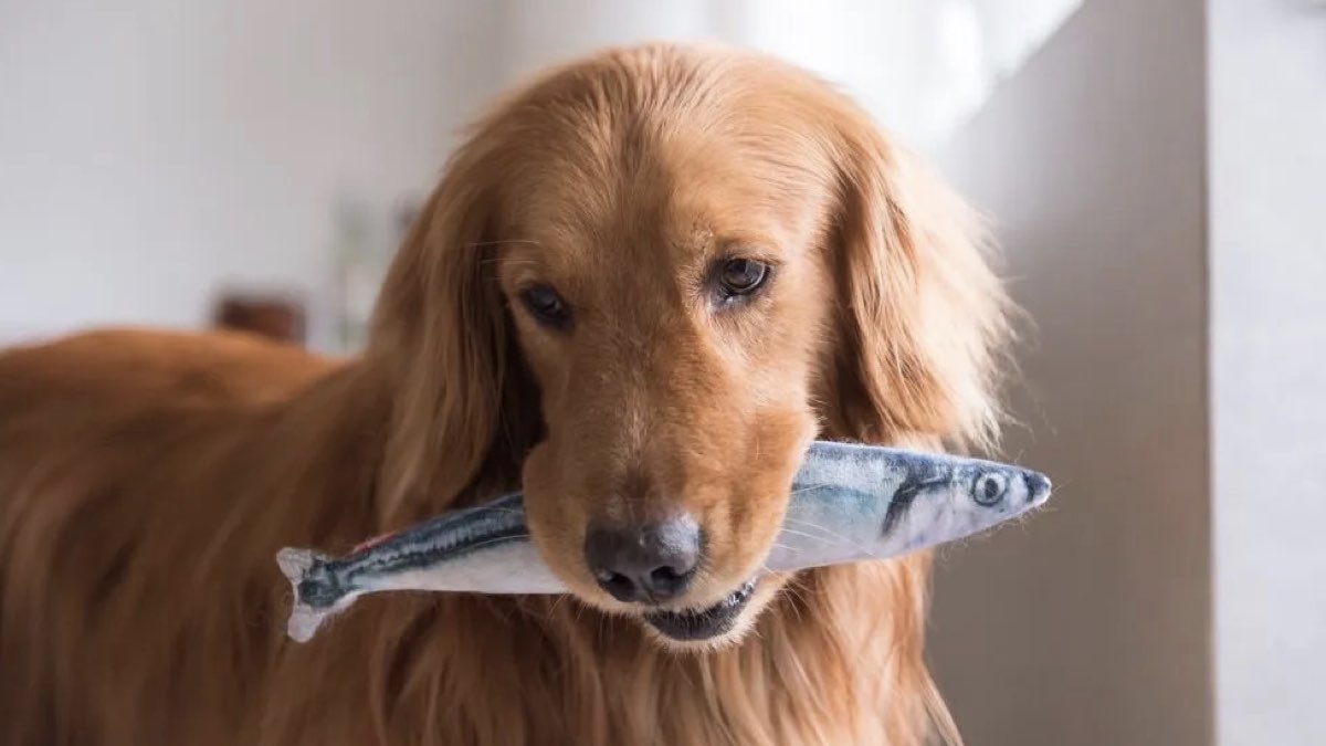 köpekler balık yer mi