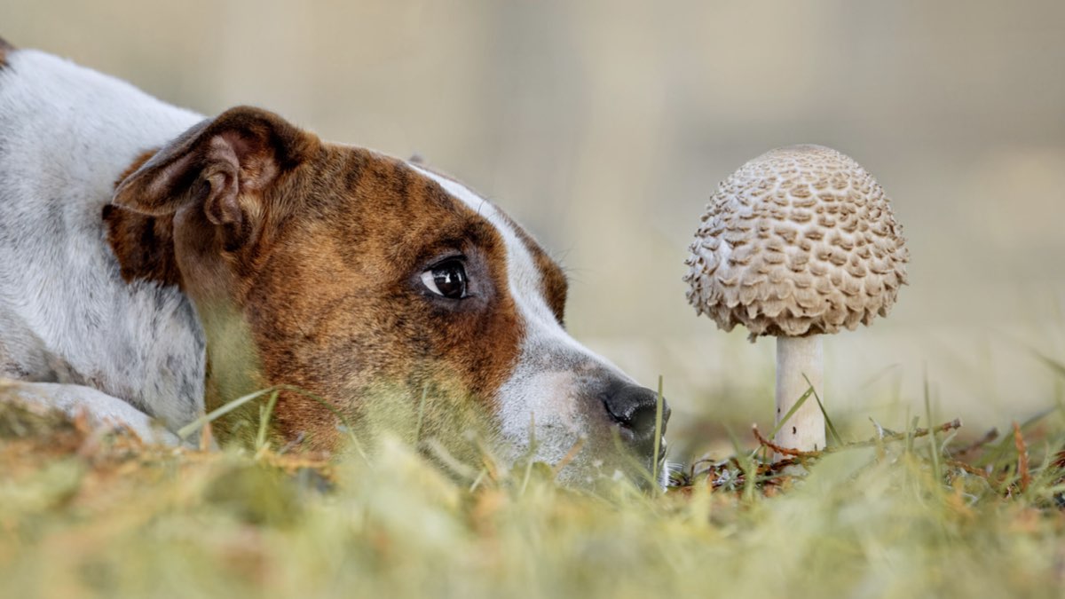 köpekler kültür mantarı yer mi