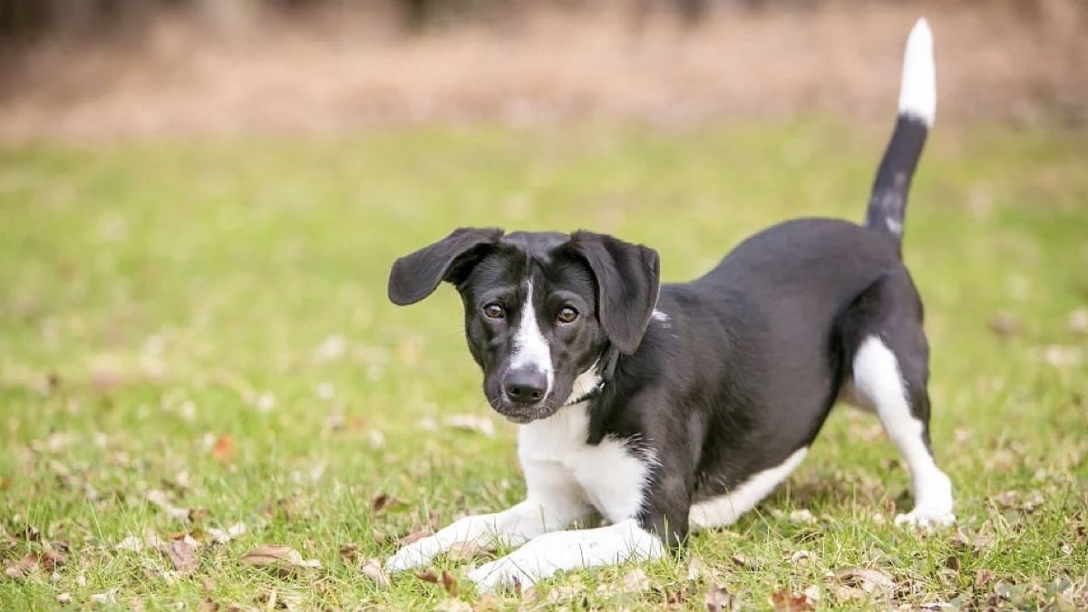 köpeğin kuyruk sallaması