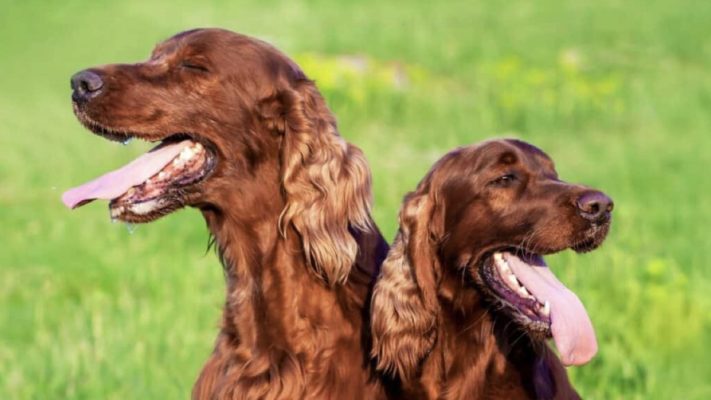 köpek terler mi