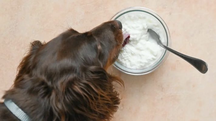 köpek yoğurt yer mi