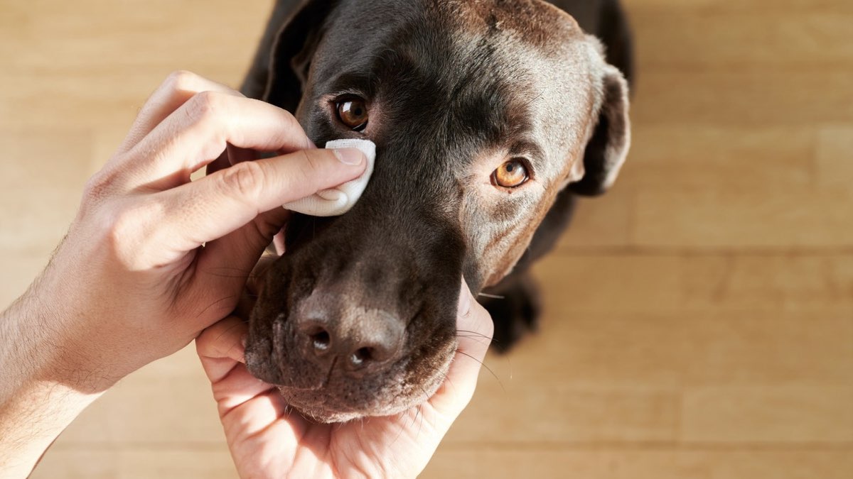 köpeklerde göz akıntısı tedavisi
