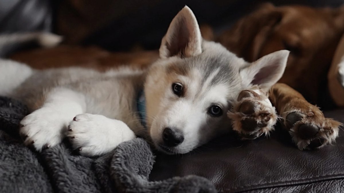 köpeklerde karaciğer yetmezliği