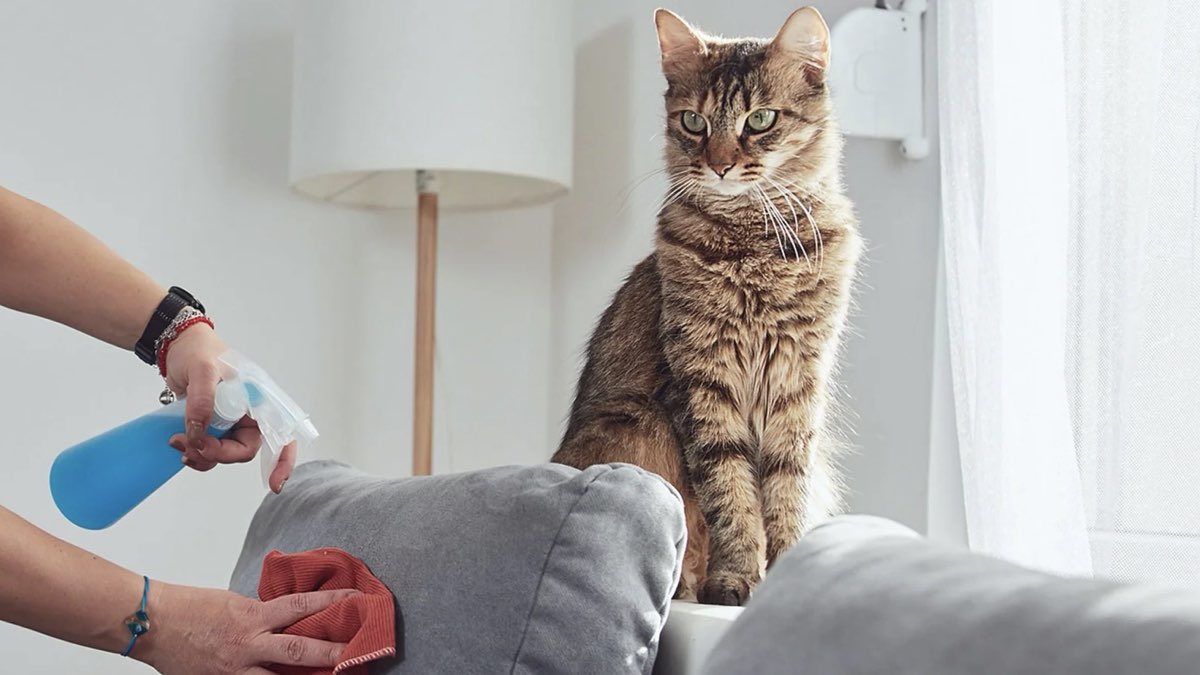 kedi kokusu nasıl giderilir