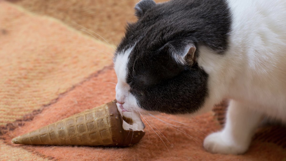 yavru kediler dondurma yer mi