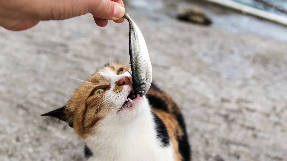 kedi kılçık yer mi