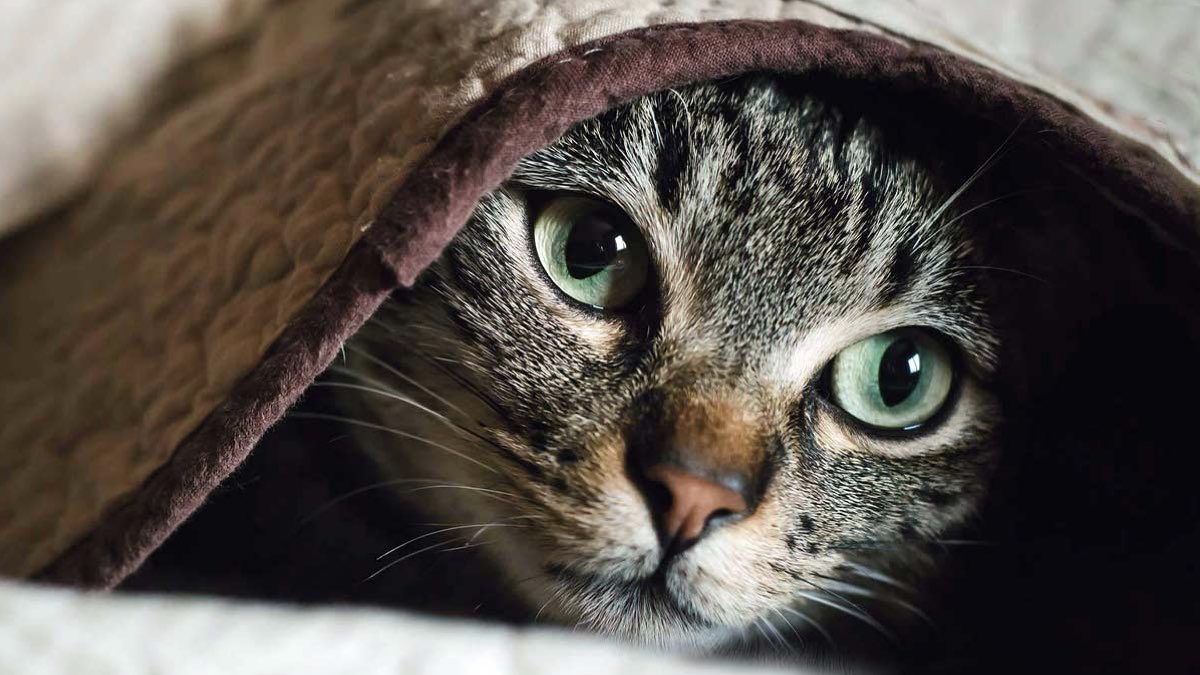 kedilerde anksiyete belirtileri