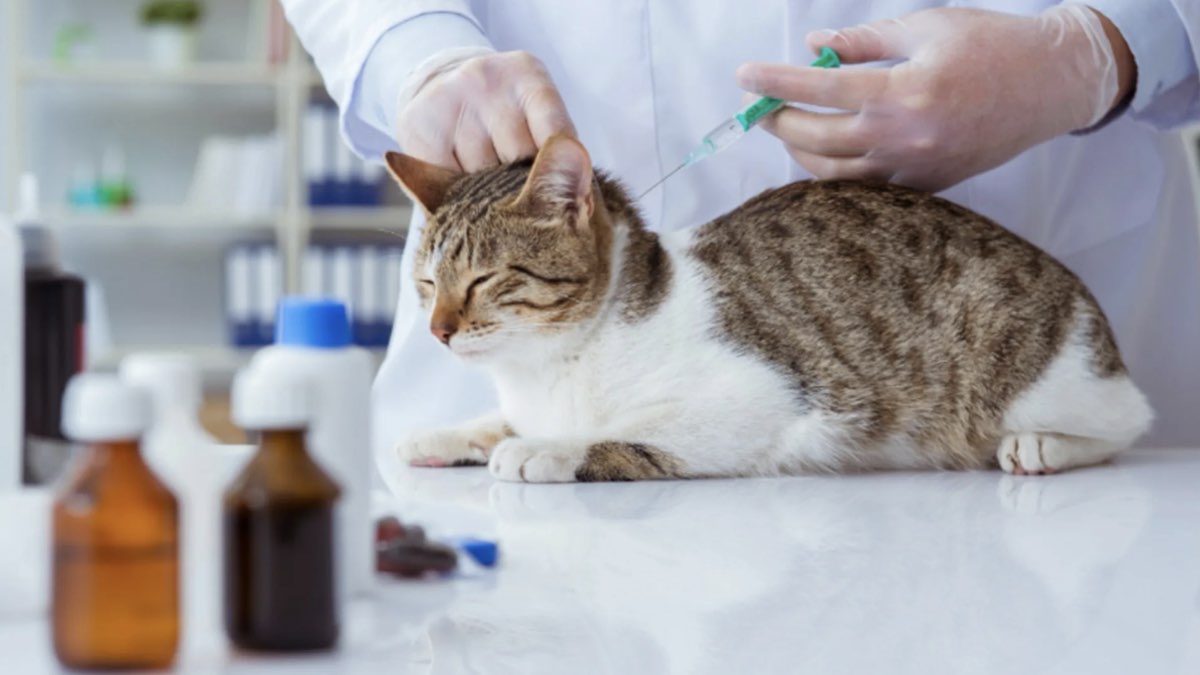 kedi karma aşı fiyatı