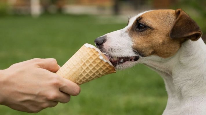 köpek dondurma yer mi