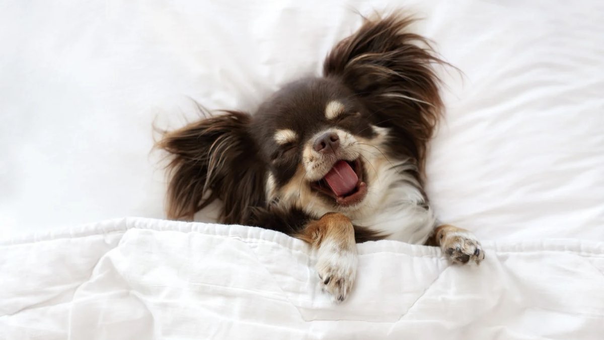 köpeklerde horlama nedenleri