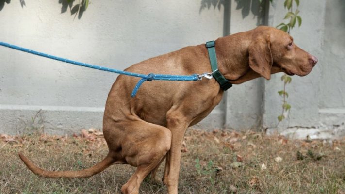 köpeklerde kanlı ishal