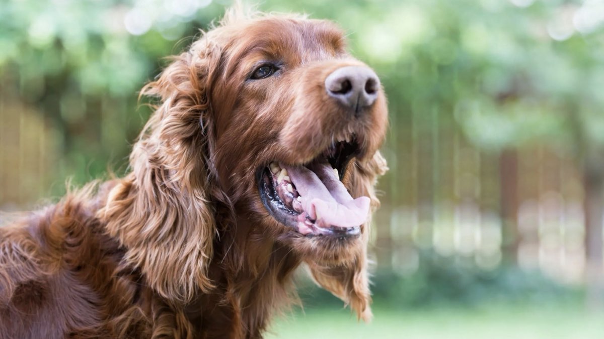 köpek öksürüğü