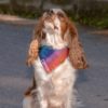 isimli köpek bandana