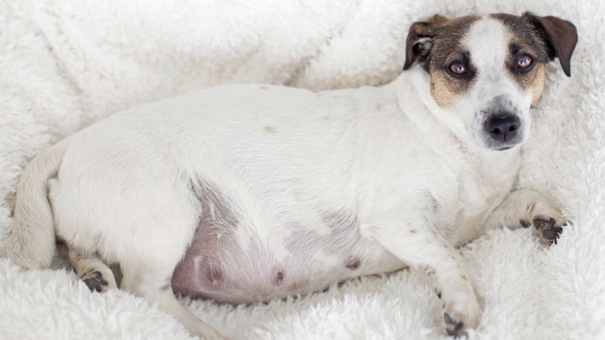 köpekler kaç yaşında menopoza girer