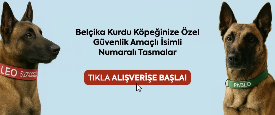 büyük ırk tasma