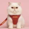kedi gezdirme tasması