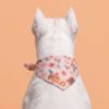 köpek bandana