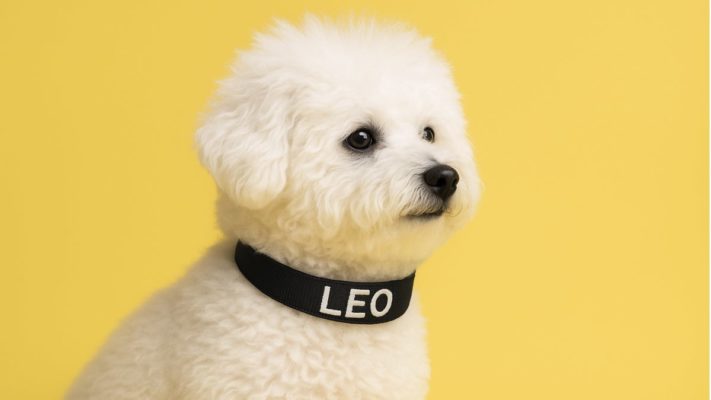 beyaz köpek isimleri