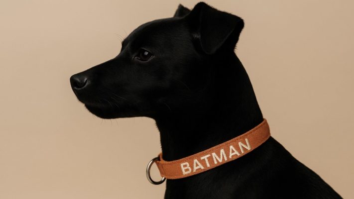 siyah köpek isimleri