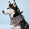 köpek bandana
