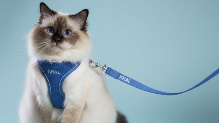 birman kedisi sahiplenme